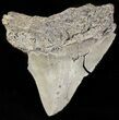 Bargain, Serrated Megalodon Tooth - South Carolina #47612-1